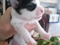 ALLE meine Lieblinge haben ihren Traumplatz gefunden! !