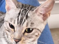 Prinzessin sucht Schloss, Bengal kätzin