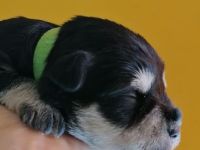 Wurfankündigung Zwergschnauzer schwarz-silber im Mai