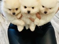 Poo Zwergspitz Pomeranian