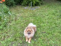 Pomeranian Zwergspitz