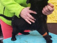 Deutsche Schäferhund Welpen  100%DDR Blut