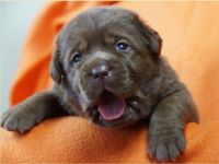 Labrador Welpen braun "Showtyp" Zucht seit 1998