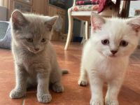 BKH kurzhaar reinrassig