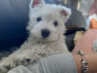 Süßer westie Rüde bei Bremen