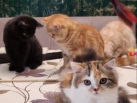 Kitten Britisch Kurzhaar BKH Gr.Eu. Champion Kater Katze Whiskas