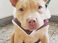 American Pocket Bulli