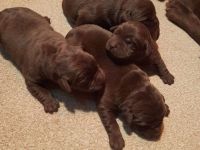 Labrador Welpen, reinrassig, schokobraun,