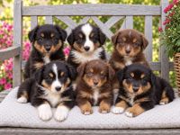 Miniature Australian Shepherd Welpen mit Papieren