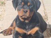 Rottweiler Rüde