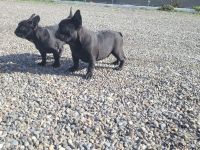 Französische Bulldogge welpen