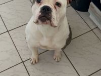 Amerikanische Bulldogge