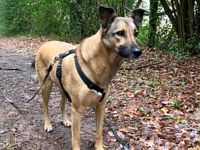 Notfall Amy 5,5 Jahre sucht ruhiges Zuhause