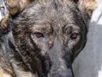 Danny 4, männlicher Schäferhund-Mix