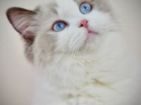 bellinis ragdolls