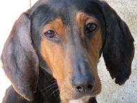 Elvis 2, männlicher Hound-Mix