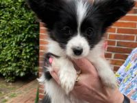 Reinrassige Papillon Babys