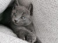 Rusisch Blau Kitten ab 21.03.2023 abgabebereit!