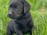 Reinrassige Labrador Welpen mit Ahnentafel
