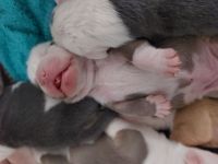 Wunderschöne Old Englisch Bulldog Welpen lilac