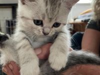 Reinrassige BKH Kitten zu verkaufen