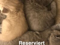 Reinrassige BKH kitten