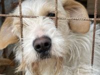 Tierschutz Pfote & Co e.V. - kleiner Verein in 53797 Lohmar sucht Pflegestellen und Unterstützung