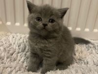 Wunderschöne BKH Kitten zu verkaufen