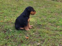 2 wunderschöne, vielversprechende Airedale Zwerge