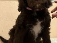 Labradoodlewelpen in schokobraun
