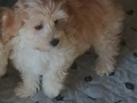 Bildhübsche Maltipoos