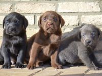 Süße Labrador Welpen in verschiedenen Farben mit Papieren