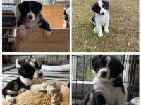 Australian Shepherd Welpen