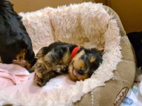Yorkshire Terrier Welpen