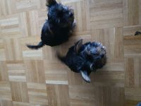 Yorkshire terrier mini