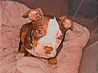 Süßer Hunde Welpe zu verkaufen