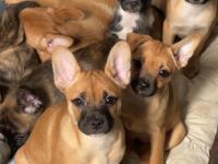 Bieten Welpen an 4Monate