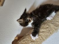 Reinrassige Maine Coon