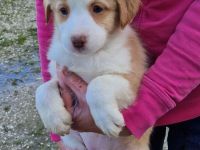 Australien Shapert Welpen