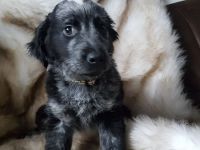 Australien Shepherd Mudi Mix Welpen