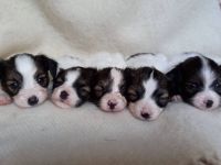 Niedliche Papillon-Welpen (Rüden).