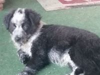 Australien Shepherd Mudi Mix Welpen