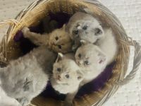 reinrassige Bkh Kitten