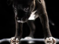 American Bully Welpen