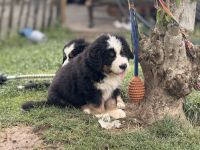 Bernerzucht vom Nierszug