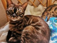 Bengal Junge mit Stammbaum kastriert