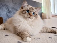 Ragdolls von den kleinen Knispeln