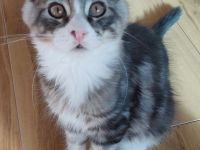 Kitten Maine coon Atos