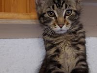 Kitten Maine coon Gilbert