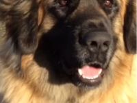Leonberger Bärenhund Welpen